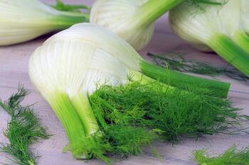 Fenchel