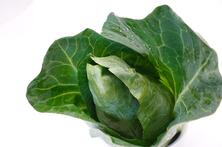 Spitzkohl
