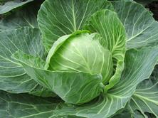 Wei&szlig;kohl